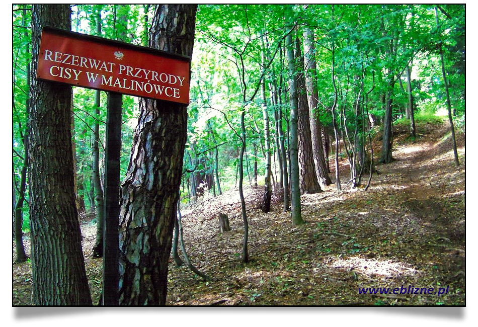 Rezerwat Cisy z cieniami pod zdjęciem